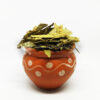Senna-Dried-Leaves-நிலஆவாரை-Nilavarai-भुईंखखसा-bhuikhakhasa